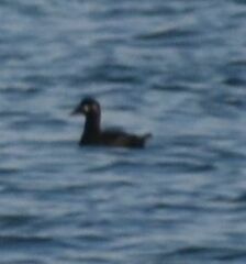 Melanitta perspicillata