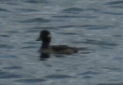 Melanitta perspicillata