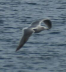 Larus brachyrhynchus