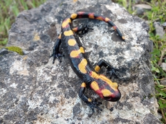 Salamandra algira splendens