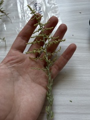 Chenopodium nitrariaceum