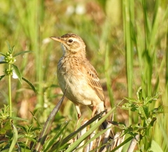 Anthus rufulus