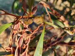 Coleotichus costatus