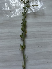 Chenopodium nitrariaceum