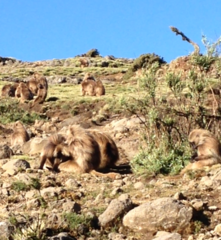 Theropithecus gelada