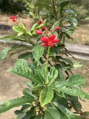Jatropha integerrima