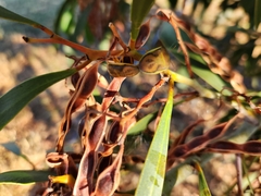 Coleotichus costatus