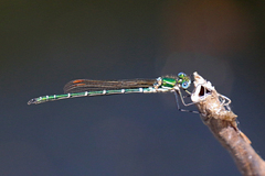 Austrolestes cingulatus