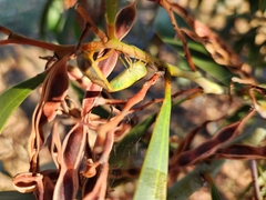 Coleotichus costatus