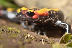 Salamandra algira splendens