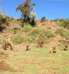 Theropithecus gelada