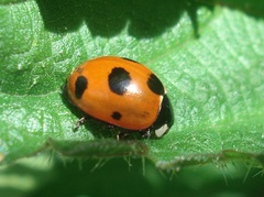 Coccinella magnifica