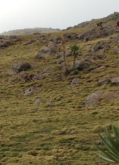 Theropithecus gelada