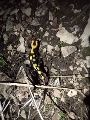Salamandra algira splendens
