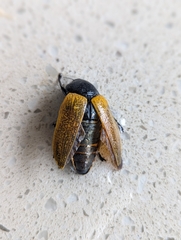 Temognatha goryi