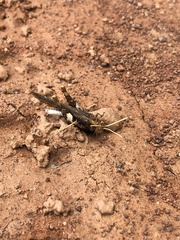 Macrolopholia
