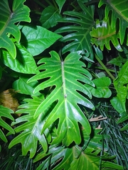 Thaumatophyllum xanadu