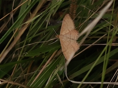 Scopula rubraria