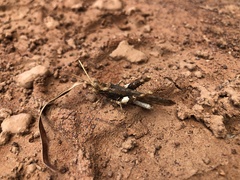 Macrolopholia
