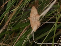 Scopula rubraria