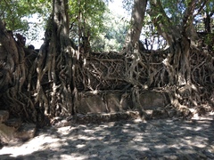 Ficus vasta