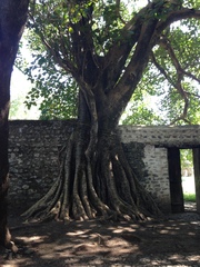 Ficus vasta