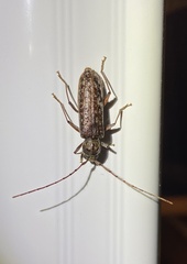 Phacodes