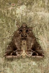 Ctenoplusia accentifera