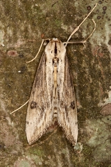 Evergestis isatidalis