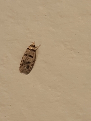 Scatochresis episema