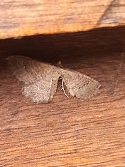 Chrysolarentia microcyma