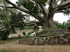 Ficus vasta