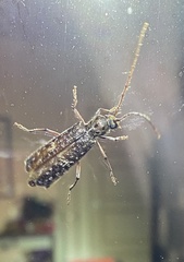 Phacodes