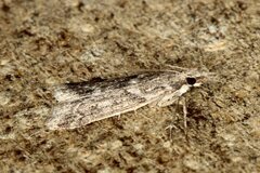 Eudonia angustea