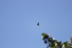 Stephanoaetus coronatus