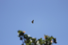 Stephanoaetus coronatus