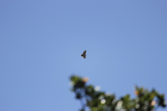 Stephanoaetus coronatus