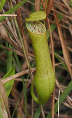 Nepenthes gracilis