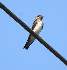 Petrochelidon fluvicola