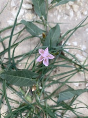 Convolvulus arvensis