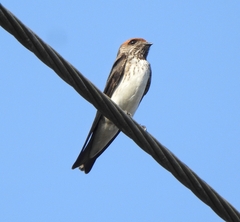 Petrochelidon fluvicola