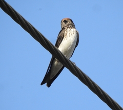 Petrochelidon fluvicola