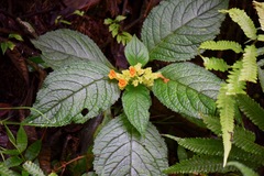 Chrysothemis friedrichsthaliana