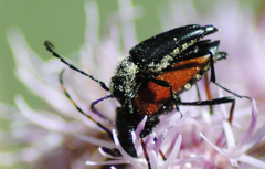 Anastrangalia laetifica