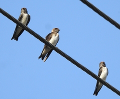 Petrochelidon fluvicola