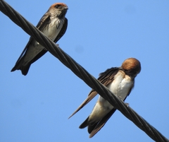Petrochelidon fluvicola