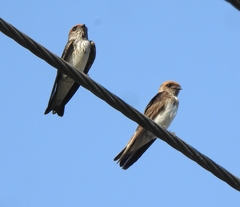 Petrochelidon fluvicola