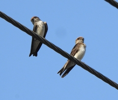 Petrochelidon fluvicola