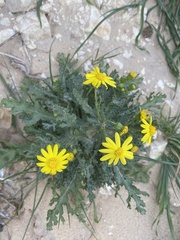Senecio vernalis