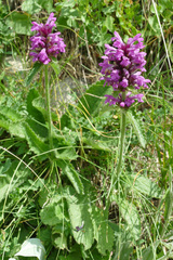 Betonica hirsuta